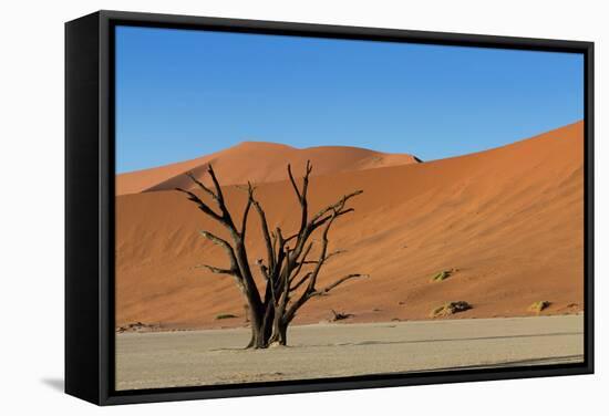 Dead Tree and Red Sand Dunes-Circumnavigation-Framed Stretched Canvas