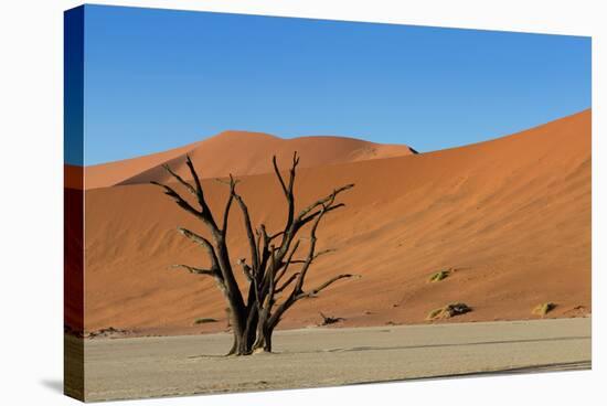 Dead Tree and Red Sand Dunes-Circumnavigation-Stretched Canvas