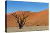 Dead Tree and Red Sand Dunes-Circumnavigation-Stretched Canvas