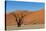 Dead Tree and Red Sand Dunes-Circumnavigation-Stretched Canvas