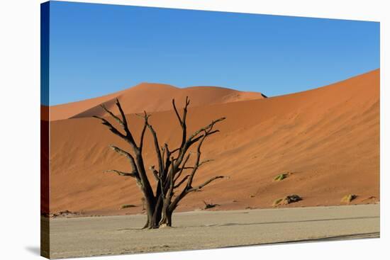 Dead Tree and Red Sand Dunes-Circumnavigation-Stretched Canvas