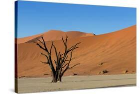 Dead Tree and Red Sand Dunes-Circumnavigation-Stretched Canvas