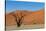 Dead Tree and Red Sand Dunes-Circumnavigation-Stretched Canvas