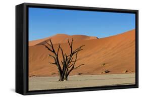 Dead Tree and Red Sand Dunes-Circumnavigation-Framed Stretched Canvas