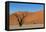 Dead Tree and Red Sand Dunes-Circumnavigation-Framed Stretched Canvas