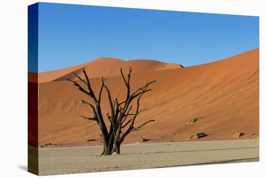 Dead Tree and Red Sand Dunes-Circumnavigation-Stretched Canvas