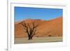 Dead Tree and Red Sand Dunes-Circumnavigation-Framed Photographic Print