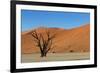 Dead Tree and Red Sand Dunes-Circumnavigation-Framed Photographic Print