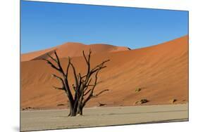 Dead Tree and Red Sand Dunes-Circumnavigation-Mounted Photographic Print