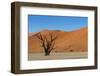 Dead Tree and Red Sand Dunes-Circumnavigation-Framed Photographic Print