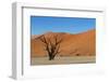 Dead Tree and Red Sand Dunes-Circumnavigation-Framed Photographic Print