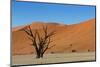 Dead Tree and Red Sand Dunes-Circumnavigation-Mounted Photographic Print