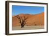 Dead Tree and Red Sand Dunes-Circumnavigation-Framed Photographic Print