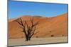 Dead Tree and Red Sand Dunes-Circumnavigation-Mounted Photographic Print