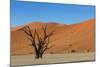 Dead Tree and Red Sand Dunes-Circumnavigation-Mounted Photographic Print