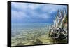 Dead Tree at Micro Beach in Garapan, Saipan, Northern Marianas, Central Pacific, Pacific-Michael Runkel-Framed Stretched Canvas