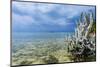 Dead Tree at Micro Beach in Garapan, Saipan, Northern Marianas, Central Pacific, Pacific-Michael Runkel-Mounted Photographic Print