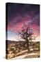 Dead Tree at Sunset, Near Moab, Utah-Matt Jones-Stretched Canvas