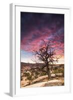 Dead Tree at Sunset, Near Moab, Utah-Matt Jones-Framed Photographic Print