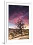 Dead Tree at Sunset, Near Moab, Utah-Matt Jones-Framed Photographic Print