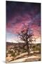 Dead Tree at Sunset, Near Moab, Utah-Matt Jones-Mounted Photographic Print
