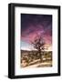 Dead Tree at Sunset, Near Moab, Utah-Matt Jones-Framed Photographic Print