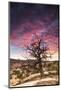 Dead Tree at Sunset, Near Moab, Utah-Matt Jones-Mounted Photographic Print