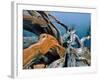 Dead tree, Bryce Canyon National Park, Utah, USA-Roland Gerth-Framed Photographic Print