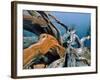 Dead tree, Bryce Canyon National Park, Utah, USA-Roland Gerth-Framed Photographic Print