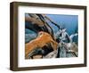 Dead tree, Bryce Canyon National Park, Utah, USA-Roland Gerth-Framed Photographic Print