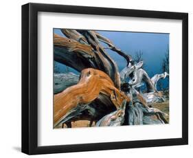 Dead tree, Bryce Canyon National Park, Utah, USA-Roland Gerth-Framed Photographic Print