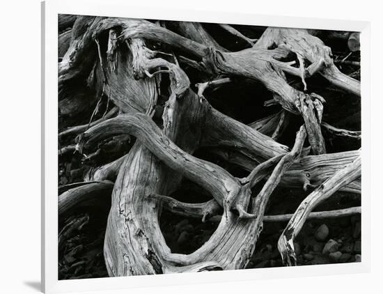 Dead Tree, c. 1970-Brett Weston-Framed Photographic Print