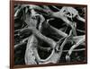 Dead Tree, c. 1970-Brett Weston-Framed Photographic Print