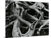 Dead Tree, c. 1970-Brett Weston-Mounted Photographic Print