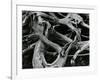 Dead Tree, c. 1970-Brett Weston-Framed Photographic Print