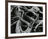 Dead Tree, c. 1970-Brett Weston-Framed Photographic Print