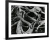 Dead Tree, c. 1970-Brett Weston-Framed Photographic Print