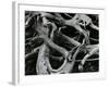 Dead Tree, c. 1970-Brett Weston-Framed Photographic Print