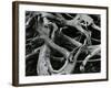 Dead Tree, c. 1970-Brett Weston-Framed Photographic Print