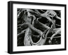 Dead Tree, c. 1970-Brett Weston-Framed Photographic Print