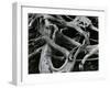 Dead Tree, c. 1970-Brett Weston-Framed Photographic Print