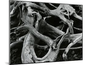 Dead Tree, c. 1970-Brett Weston-Mounted Photographic Print