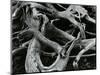 Dead Tree, c. 1970-Brett Weston-Mounted Photographic Print