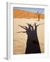 Dead Tree Casts Shadow on Dry Lakebed, , Sossusvlei, Namibia, Africa-Wendy Kaveney-Framed Photographic Print