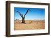 Dead Tree in Namib Desert- Sossusvlei, Namibia.-DmitryP-Framed Photographic Print