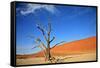 Dead Tree in Sossusvlei-watchtheworld-Framed Stretched Canvas