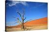 Dead Tree in Sossusvlei-watchtheworld-Stretched Canvas