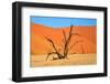 Dead Tree in Sossusvlei-watchtheworld-Framed Premium Photographic Print