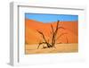 Dead Tree in Sossusvlei-watchtheworld-Framed Premium Photographic Print