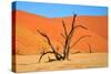 Dead Tree in Sossusvlei-watchtheworld-Stretched Canvas